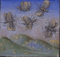 Renaissance Bugs