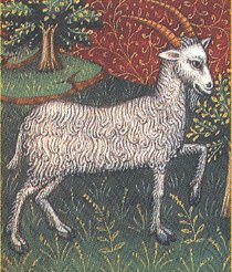 Capricorn, the Goat