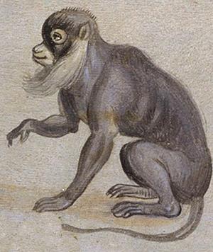 Renaissance Ape